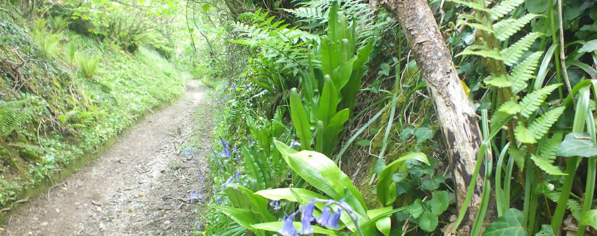 Walking along the Giants Hedge near Lanreath village