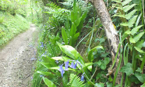 Views along Giants Hedge on the outskirts of Lanreath village